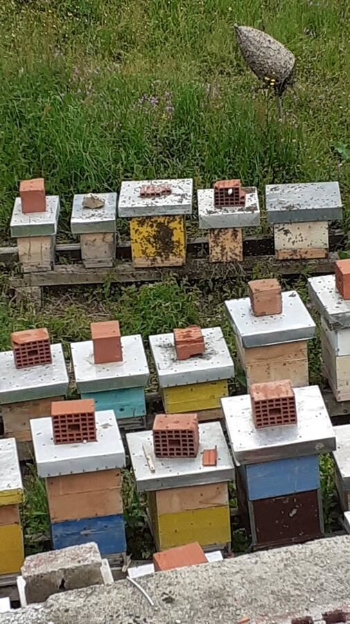 Проживание в семье Eko Village Jasavić Плав