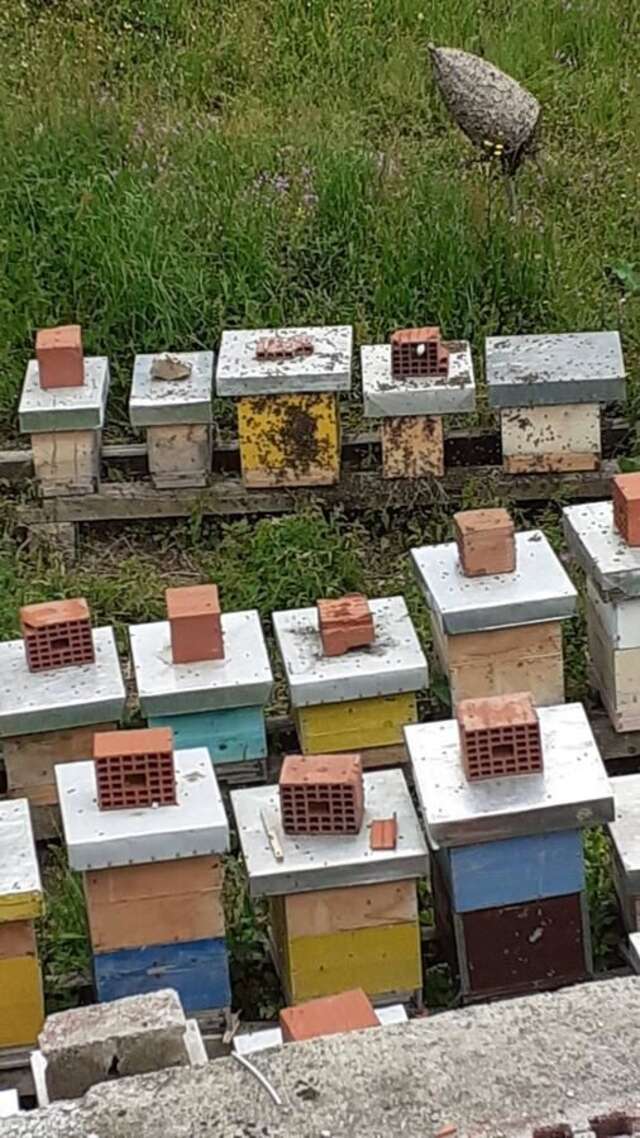 Проживание в семье Eko Village Jasavić Плав-8